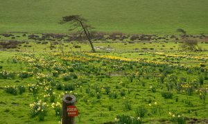 Bantham daffodil field